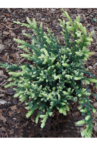 Секвоя Адпресса саджанец